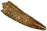 Fossil Spinosaurus Tooth - Real Dinosaur Tooth #354793-1